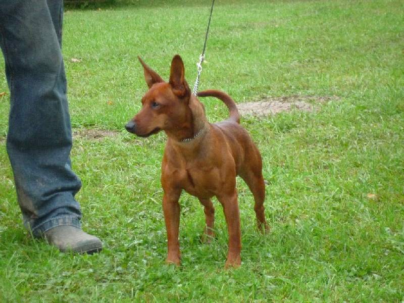 Fils de chien des lutins de la Cerisaie