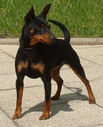 CH. exigor's Zoe zita